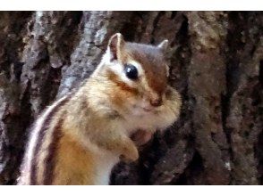 プランの魅力 chipmunk habitat の画像