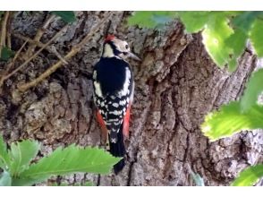 プランの魅力 Great spotted woodpecker の画像