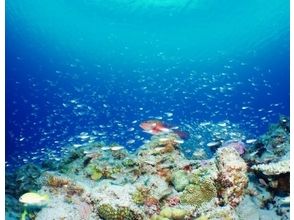 プランの魅力 您将着迷于珊瑚和热带鱼的五彩缤纷的世界。 の画像
