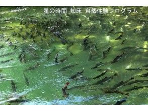 プランの魅力 白鲑鱼和粉红鲑鱼 の画像