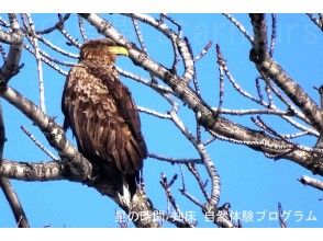 プランの魅力 Sometimes you can see the white-tailed eagle の画像