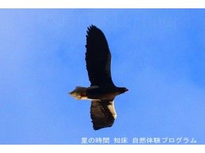 プランの魅力 You can see Steller's sea eagle の画像