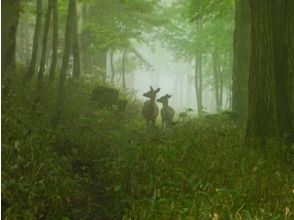 プランの魅力 自然の中で動物に出会えるかも?! の画像