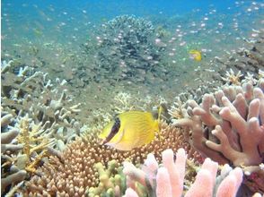 プランの魅力 石垣岛上有许多美丽的珊瑚和鱼类！ の画像