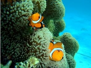 プランの魅力 綺麗で魅力的な海です！ の画像