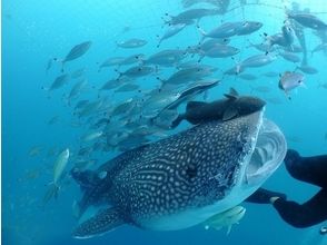 プランの魅力 Feel the ecology of whale sharks up close. の画像