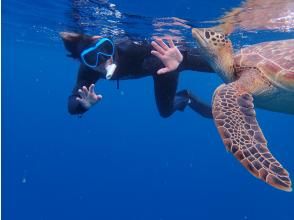 プランの魅力 You can also see sea turtles. の画像