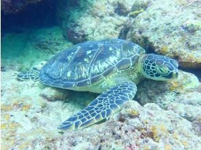 プランの魅力 Sea turtle の画像