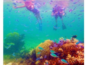 プランの魅力 沢山のお魚たち の画像