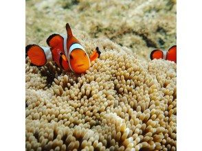 プランの魅力 재미있는 지형과 산호 の画像