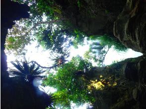 プランの魅力 ジャングル探検 の画像