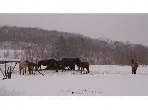 プランの魅力 北海道の自然を満喫しましょう! の画像