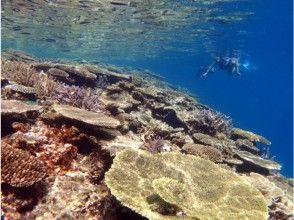 プランの魅力 A lot of coral の画像