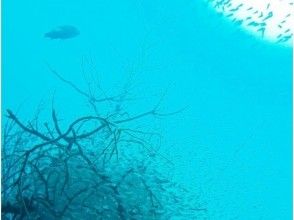 プランの魅力 大島海！ の画像