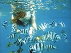 プランの魅力 Take a look at the fish and coral reefs with a snorkel の画像
