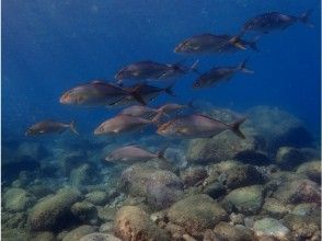 プランの魅力 您可以在海滩上看到大个子！ の画像