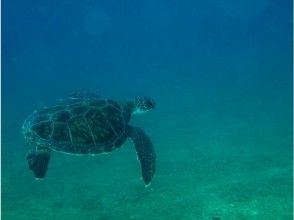 プランの魅力 運が良ければウミガメも(^^) の画像