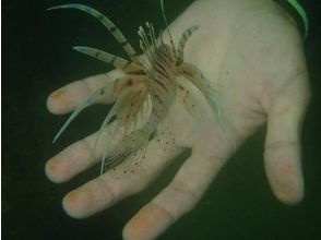 プランの魅力 也有海洋生物的遭遇 の画像