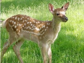 プランの魅力 野生動物との出会いの可能性 の画像