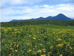 プランの魅力 Yellow flower field and Shiretoko mountain range の画像