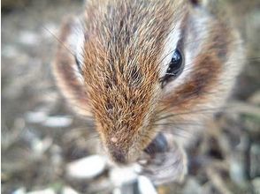 プランの魅力 Shiretoko wildlife の画像