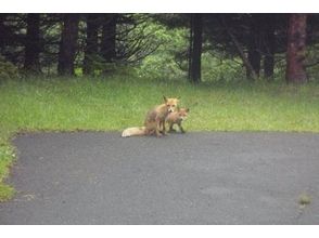 プランの魅力 Shiretoko wildlife の画像