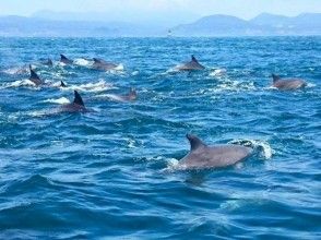 プランの魅力 Wild dolphins swimming around の画像