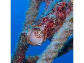 プランの魅力 個性的な姿の海中生物 の画像