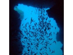 プランの魅力 魚の群れ の画像