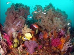 プランの魅力 像大海中的花田 の画像