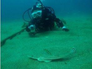 プランの魅力 目の前を大きな魚たちが の画像