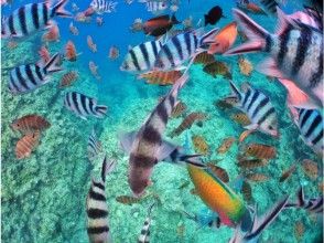 プランの魅力 Lots of colorful tropical fish の画像