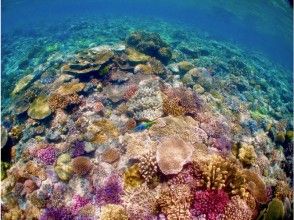 プランの魅力 아름다운 산호초가 퍼지는 の画像