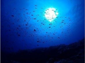 プランの魅力 A flock of damselfish の画像