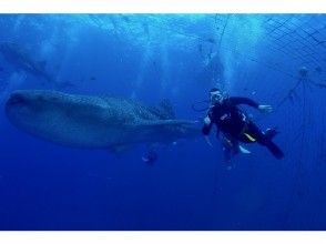 プランの魅力 Approaching the whale shark! の画像