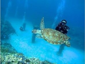 プランの魅力 You may be able to encounter sea turtles の画像