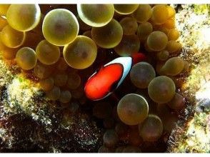 プランの魅力 Kana เห็น Nemo の画像