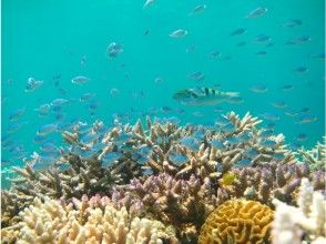 プランの魅力 色とりどりの熱帯魚がゆったり泳いでいます の画像