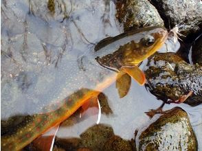 プランの魅力 Dolly Varden trout with red spots の画像