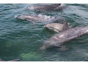 プランの魅力 小海豚 の画像