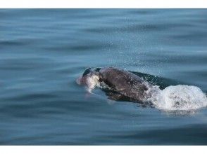 プランの魅力 イルカの食事 の画像