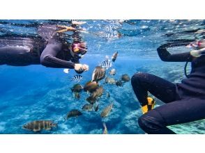 プランの魅力 目の前に魚が来ることも! の画像