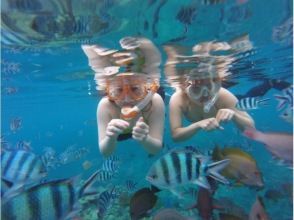 プランの魅力 亜熱帯の魚たち の画像