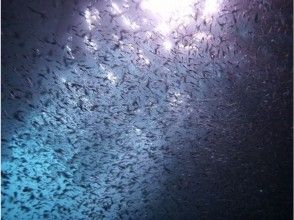 プランの魅力 圧巻の魚の群れのトルネード の画像