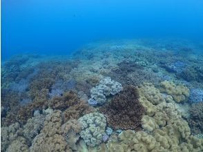 プランの魅力 一面がサンゴのお花畑 の画像