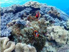 プランの魅力 Clownfish の画像