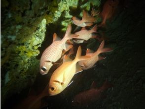 プランの魅力 Unique fish facial expressions and movements の画像