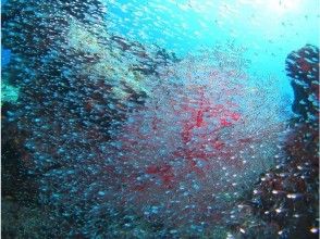 プランの魅力 このような魚の群れにも出会えることも の画像