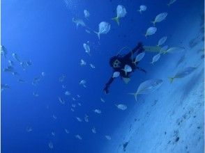 プランの魅力 透明度の高い海でダイビングを楽しむ の画像