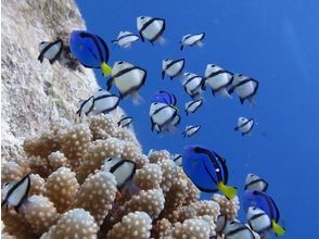 プランの魅力 海中生物との出会いもあるかも の画像